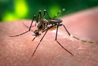 Illustration for article titled Zika Virus Outbreak Prompts CDC to Expand Travel Advisory